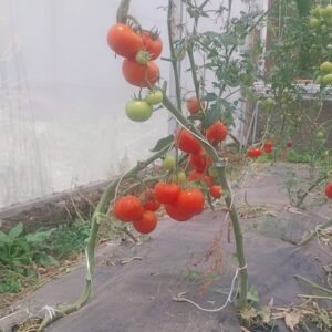 FRESH ORGANIC VEGETABLES