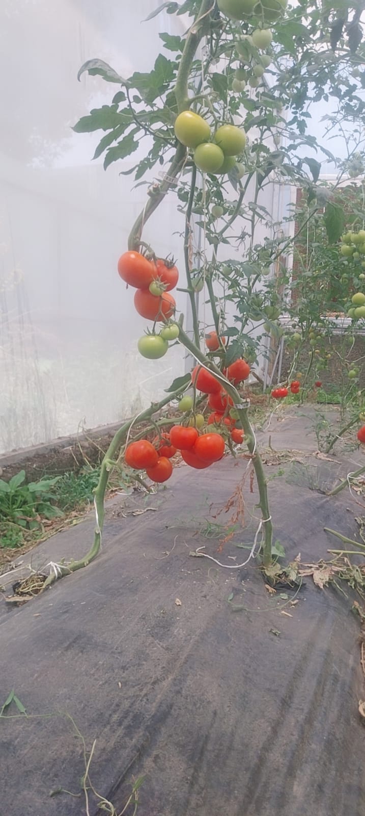 FRESH ORGANIC VEGETABLES